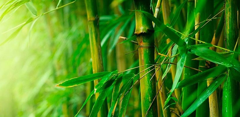img_Bamboo fiber